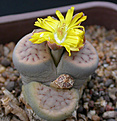 Нажмите на изображение для увеличения.

Название:	Lithops schwantesii var. marthae.jpg
Просмотров:	197
Размер:	76.6 Кб
ID:	386476