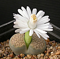 Нажмите на изображение для увеличения.

Название:	Lithops hallii_Brown form_C135.jpg
Просмотров:	192
Размер:	78.0 Кб
ID:	386489