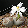 Нажмите на изображение для увеличения.

Название:	Lithops julii_fuscous.jpg
Просмотров:	203
Размер:	83.5 Кб
ID:	386490