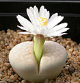 Нажмите на изображение для увеличения.

Название:	Lithops julii_littlewoodii_C218.jpg
Просмотров:	194
Размер:	74.4 Кб
ID:	386491