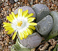 Нажмите на изображение для увеличения.

Название:	Lithops otzeniana.jpg
Просмотров:	190
Размер:	89.0 Кб
ID:	386492