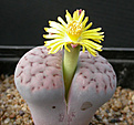 Нажмите на изображение для увеличения.

Название:	Lithops schwantesii v. rugosa.jpg
Просмотров:	200
Размер:	70.9 Кб
ID:	386493