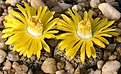Нажмите на изображение для увеличения.

Название:	Lithops_lesliei_v_venteri_C1_IMG_1987.jpg
Просмотров:	174
Размер:	117.8 Кб
ID:	386496