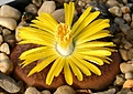 Нажмите на изображение для увеличения.

Название:	Lithops_hookeri_v_subfenestrata_Brunneoviolacea_C19_IMG_2016.jpg
Просмотров:	164
Размер:	115.2 Кб
ID:	386499