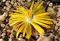 Нажмите на изображение для увеличения.

Название:	Lithops_hookeri_v_marginata_IMG_2022.jpg
Просмотров:	169
Размер:	113.2 Кб
ID:	386500