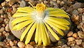 Нажмите на изображение для увеличения.

Название:	Lithops_gesinae_C207_IMG_2026.jpg
Просмотров:	188
Размер:	96.5 Кб
ID:	386501