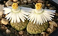 Нажмите на изображение для увеличения.

Название:	Lithops_fulviceps_Aurea_C363_IMG_2036.jpg
Просмотров:	172
Размер:	97.9 Кб
ID:	386502