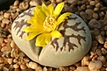 Нажмите на изображение для увеличения.

Название:	Lithops_dorotheae_IMG_2045.jpg
Просмотров:	193
Размер:	104.4 Кб
ID:	386503