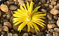 Нажмите на изображение для увеличения.

Название:	Lithops_bromfieldii_v_glaudinae_C116_IMG_2051.jpg
Просмотров:	186
Размер:	109.9 Кб
ID:	386504