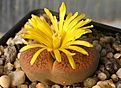 Нажмите на изображение для увеличения.

Название:	Lithops_aucampiae_v_koelemanii_C16_IMG_2057.jpg
Просмотров:	160
Размер:	109.3 Кб
ID:	386505