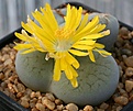 Нажмите на изображение для увеличения.

Название:	Lithops_pseudotruncatella_ssp_archerae_IMG_1958.jpg
Просмотров:	153
Размер:	106.4 Кб
ID:	386506