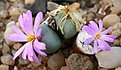 Нажмите на изображение для увеличения.

Название:	Conophytum_minutum_Quaqqaskop_IMG_1975.jpg
Просмотров:	165
Размер:	82.7 Кб
ID:	386508