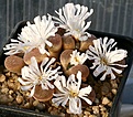 Нажмите на изображение для увеличения.

Название:	Conophytum_friedrichiae_IMG_2082.jpg
Просмотров:	173
Размер:	146.4 Кб
ID:	386509