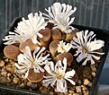 Нажмите на изображение для увеличения.

Название:	Conophytum_friedrichiae_IMG_2082.jpg
Просмотров:	155
Размер:	146.4 Кб
ID:	386509