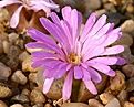 Нажмите на изображение для увеличения.

Название:	Conophytum_praesectum_IMG_2079.jpg
Просмотров:	174
Размер:	115.0 Кб
ID:	386510