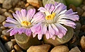 Нажмите на изображение для увеличения.

Название:	Conophytum_longum_IMG_2064.jpg
Просмотров:	168
Размер:	94.9 Кб
ID:	386512