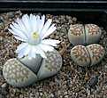 Нажмите на изображение для увеличения.

Название:	Lithops julii ssp. fulleri var. brunnea C179.jpg
Просмотров:	163
Размер:	92.0 Кб
ID:	386514