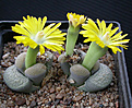 Нажмите на изображение для увеличения.

Название:	Lithops localis_Prinz Albert.jpg
Просмотров:	152
Размер:	91.5 Кб
ID:	386515