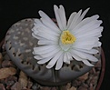 Нажмите на изображение для увеличения.

Название:	Lithops julii v fulleri.JPG
Просмотров:	177
Размер:	106.4 Кб
ID:	386517