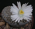 Нажмите на изображение для увеличения.

Название:	Lithops julii v fulleri.JPG
Просмотров:	154
Размер:	106.4 Кб
ID:	386517