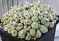 Нажмите на изображение для увеличения.

Название:	Conophytum_obcordellum_IMG_2370.jpg
Просмотров:	174
Размер:	115.5 Кб
ID:	386523
