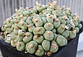 Нажмите на изображение для увеличения.

Название:	Conophytum_obcordellum_IMG_2370.jpg
Просмотров:	149
Размер:	115.5 Кб
ID:	386523