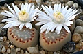 Нажмите на изображение для увеличения.

Название:	Lithops_hallii_v_ochracea_C59_IMG_2331.jpg
Просмотров:	159
Размер:	100.9 Кб
ID:	386526