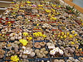 Нажмите на изображение для увеличения.

Название:	Lithops.jpg
Просмотров:	176
Размер:	196.2 Кб
ID:	386527