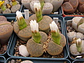 Нажмите на изображение для увеличения.

Название:	L.lesliei cv. Albiflora C5A.jpg
Просмотров:	167
Размер:	100.7 Кб
ID:	386539