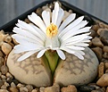Нажмите на изображение для увеличения.

Название:	Lithops_julii_littlewoodii_C218_IMG_2498.jpg
Просмотров:	182
Размер:	107.2 Кб
ID:	386545