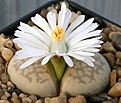 Нажмите на изображение для увеличения.

Название:	Lithops_julii_littlewoodii_C218_IMG_2498.jpg
Просмотров:	166
Размер:	107.2 Кб
ID:	386545