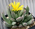 Нажмите на изображение для увеличения.

Название:	Schwantesia_pillansii_IMG_2725.jpg
Просмотров:	174
Размер:	106.5 Кб
ID:	386547