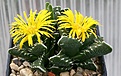 Нажмите на изображение для увеличения.

Название:	Faucaria_tuberculosa_IMG_2685.jpg
Просмотров:	159
Размер:	115.3 Кб
ID:	386549