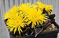 Нажмите на изображение для увеличения.

Название:	Faucaria_tuberculosa_IMG_2678.jpg
Просмотров:	168
Размер:	106.0 Кб
ID:	386550