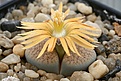 Нажмите на изображение для увеличения.

Название:	Lithops_verruculosa_v_glabra_C25_IMG_2652.jpg
Просмотров:	173
Размер:	100.0 Кб
ID:	386551