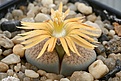 Нажмите на изображение для увеличения.

Название:	Lithops_verruculosa_v_glabra_C25_IMG_2652.jpg
Просмотров:	160
Размер:	100.0 Кб
ID:	386551