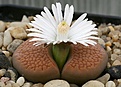 Нажмите на изображение для увеличения.

Название:	Lithops_hallii_Brown Form_C136_IMG_2606.jpg
Просмотров:	175
Размер:	92.8 Кб
ID:	386552