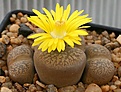 Нажмите на изображение для увеличения.

Название:	Lithops_aucampiae_C257_IMG_2571.jpg
Просмотров:	166
Размер:	106.1 Кб
ID:	386553