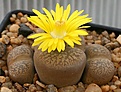 Нажмите на изображение для увеличения.

Название:	Lithops_aucampiae_C257_IMG_2571.jpg
Просмотров:	155
Размер:	106.1 Кб
ID:	386553