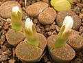 Нажмите на изображение для увеличения.

Название:	L.lesliei cv Albiflora.jpg
Просмотров:	162
Размер:	65.5 Кб
ID:	386560