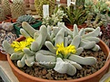 Нажмите на изображение для увеличения.

Название:	Glottiphyllum oligocarpum.1.JPG
Просмотров:	167
Размер:	66.9 Кб
ID:	386564