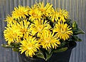 Нажмите на изображение для увеличения.

Название:	Faucaria_tuberculosa_IMG_2737.jpg
Просмотров:	155
Размер:	147.9 Кб
ID:	386565