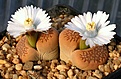 Нажмите на изображение для увеличения.

Название:	Lithops_hallii_Brown Form_C136_IMG_2763.jpg
Просмотров:	160
Размер:	113.9 Кб
ID:	386567