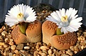 Нажмите на изображение для увеличения.

Название:	Lithops_hallii_Brown Form_C136_IMG_2763.jpg
Просмотров:	147
Размер:	113.9 Кб
ID:	386567