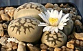Нажмите на изображение для увеличения.

Название:	Lithops_karasmontana_ssp_bella_IMG_2777.jpg
Просмотров:	149
Размер:	105.2 Кб
ID:	386568