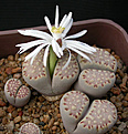 Нажмите на изображение для увеличения.

Название:	Lithops julii ssp. fulleri.jpg
Просмотров:	129
Размер:	88.8 Кб
ID:	386569