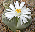 Нажмите на изображение для увеличения.

Название:	Lithops karasmontana ssp. bella.jpg
Просмотров:	166
Размер:	80.3 Кб
ID:	386570