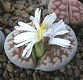 Нажмите на изображение для увеличения.

Название:	Lithops karasmontana.jpg
Просмотров:	137
Размер:	76.8 Кб
ID:	386571