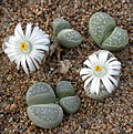 Нажмите на изображение для увеличения.

Название:	Lithops marmorata.jpg
Просмотров:	124
Размер:	96.2 Кб
ID:	386572