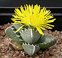 Нажмите на изображение для увеличения.

Название:	Faucaria sp. Springbokvlakte_2008.jpg
Просмотров:	136
Размер:	87.8 Кб
ID:	386573